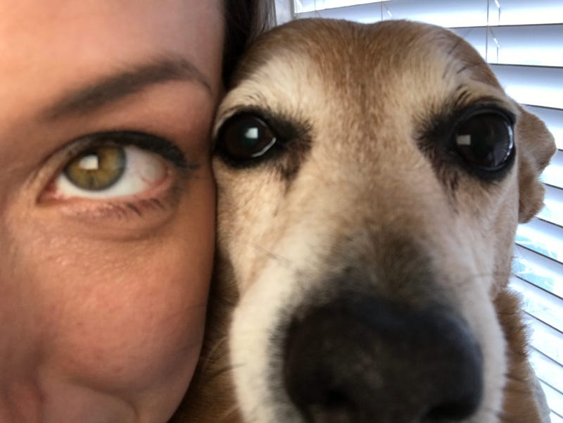 Dog Face