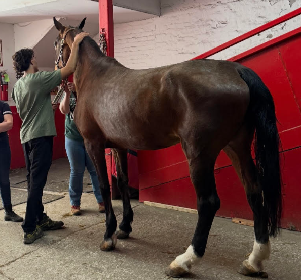 This photo of Lady was taken in June during her physical, which is required by city law before being allowed to work providing carriage rides.