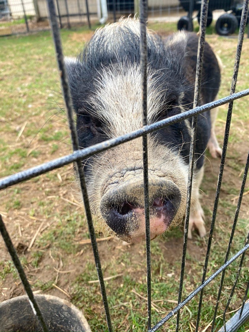 Majestic Meadows Pig