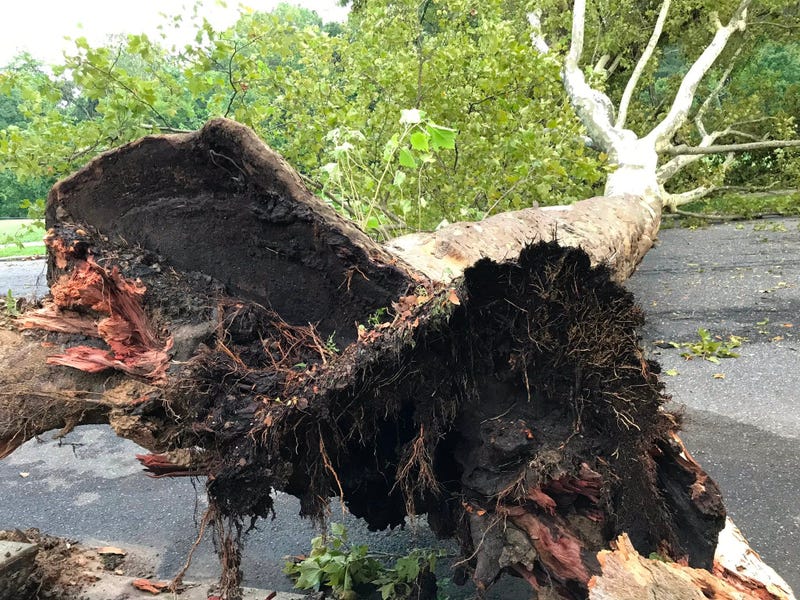In Philly's Wissinoming neighborhood, on Charles Street near Comly Street, the wind lifted two enormous sycamore trees out of the ground.