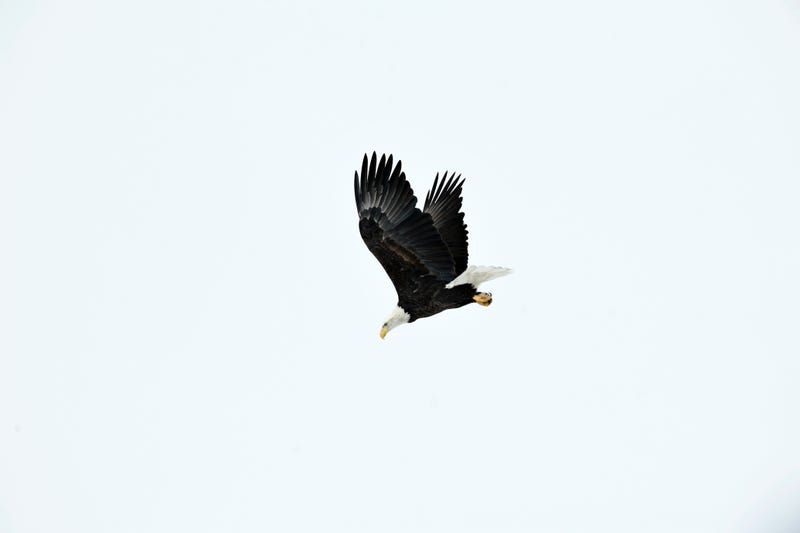 Bald Eagle