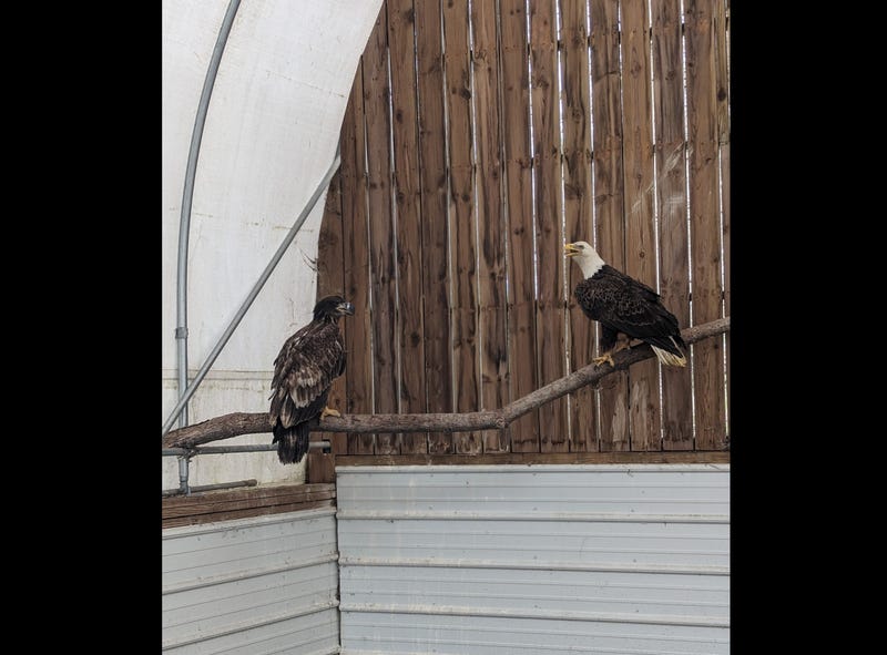 bald eagles