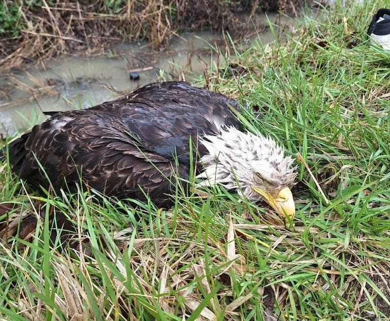 bird near death