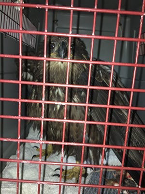 eagle shot down