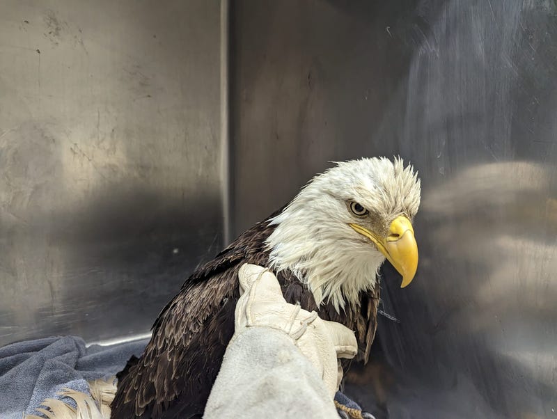 eagle