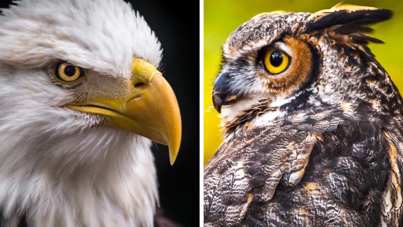 Bald Eagle and Great Horned Owl