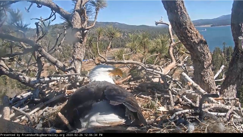An inside look at a nesting Bald Eagle