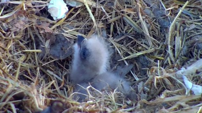 Minnesota DNR eagle's nest egg has hatched