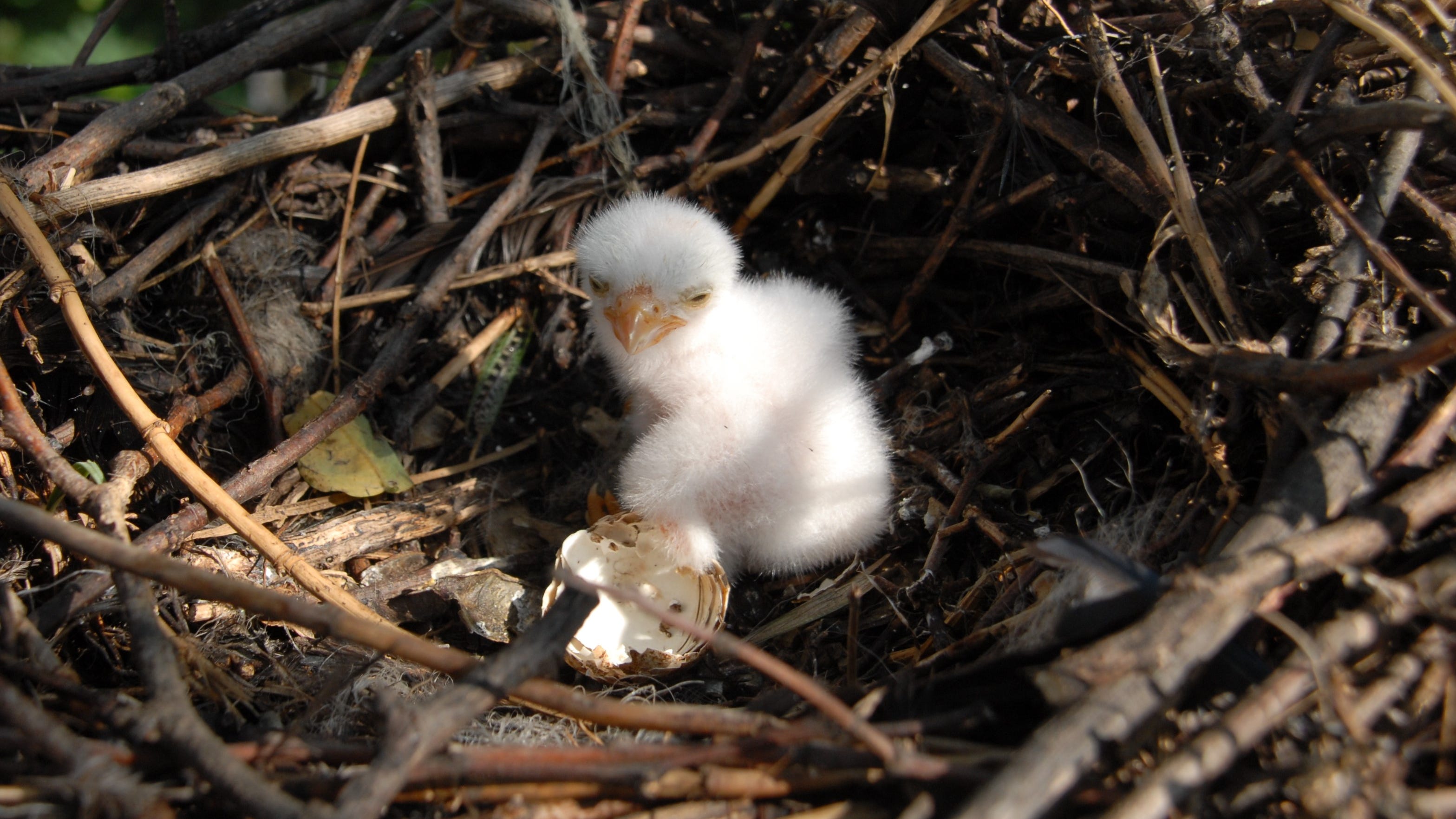 Will County is expecting – baby eagles, that is