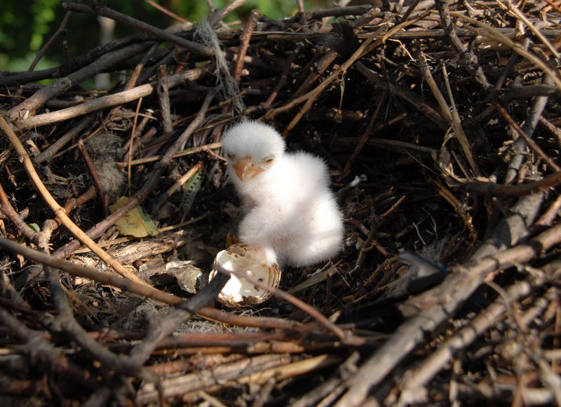 eagle
