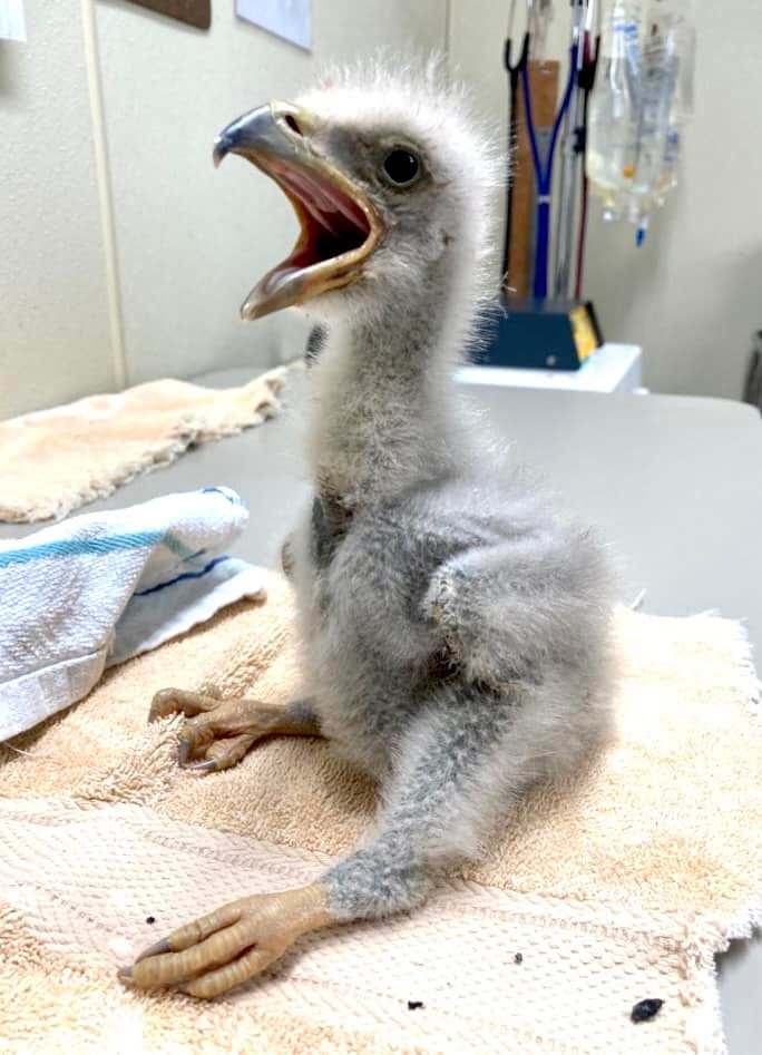 A tiny eaglet arrives at the World Bird Sanctuary in Valley Park, Missouri, after it's nest was blown down in storms - April 2, 2023