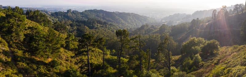 The East Bay hills.
