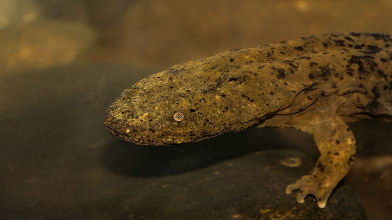 Eastern hellbender salamander