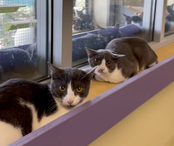 several cats sitting on a ledge at a shelter