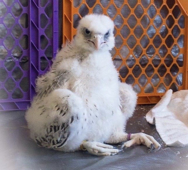 Air Force Falcon