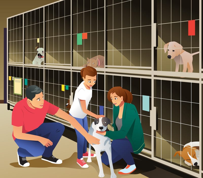 Animal Shelter