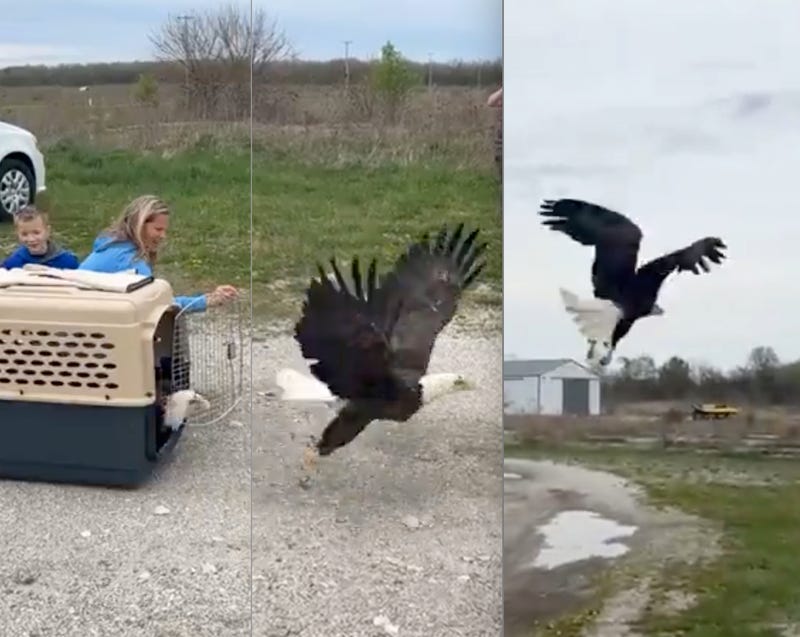 eagle