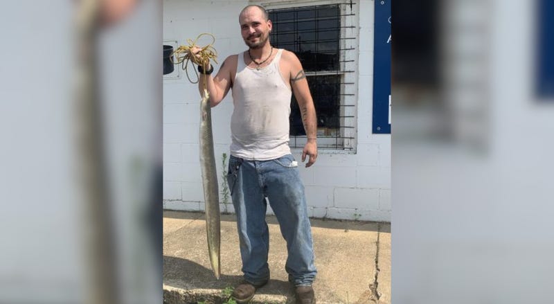 American eel state record