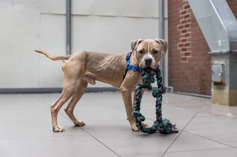 One of the dogs that was found in the home in Edgemere last week