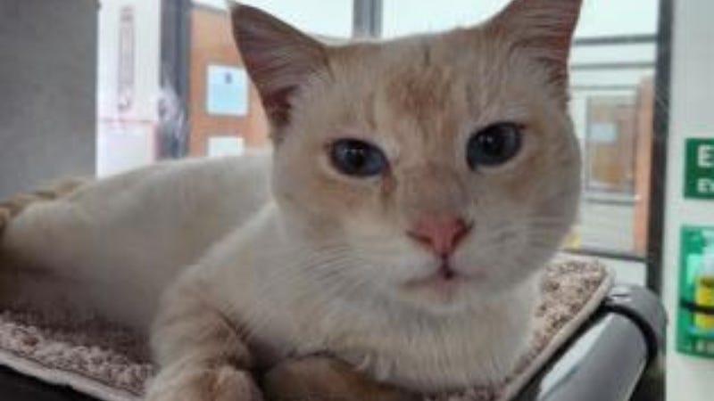 Electric Boogaloo @ Austin Humane Society 2/14/ 24