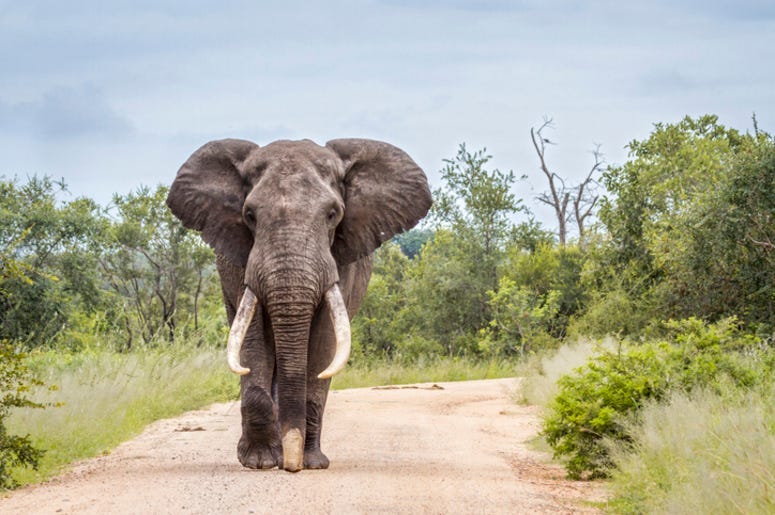 Elephant