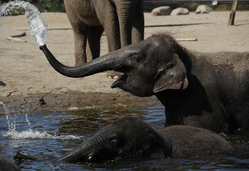 Elephant