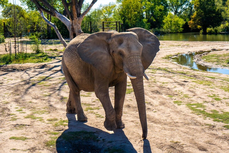 Simunye the elephant