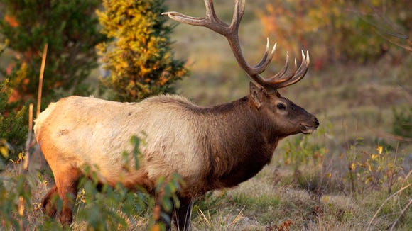 Now is the time spot Michigan's majestic elk! Here's exactly where to look
