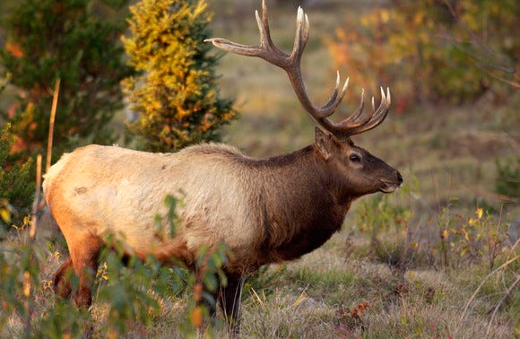 elk in Michigan