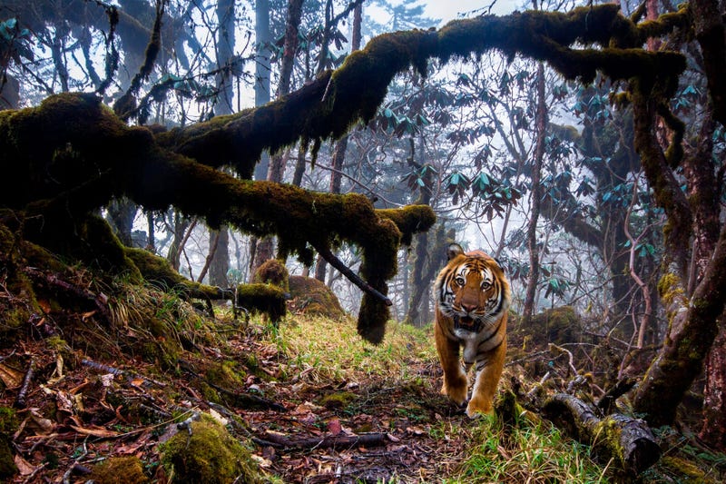 To capture this shot, photographer Emmanuel Rondeau set up eight triggered cameras in the Trongsa District of the Kingdom of Bhutan. 