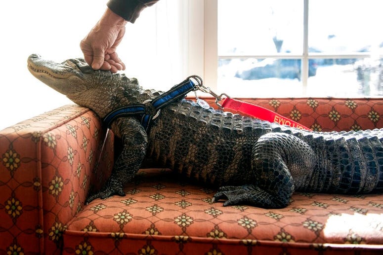 emotional alligator