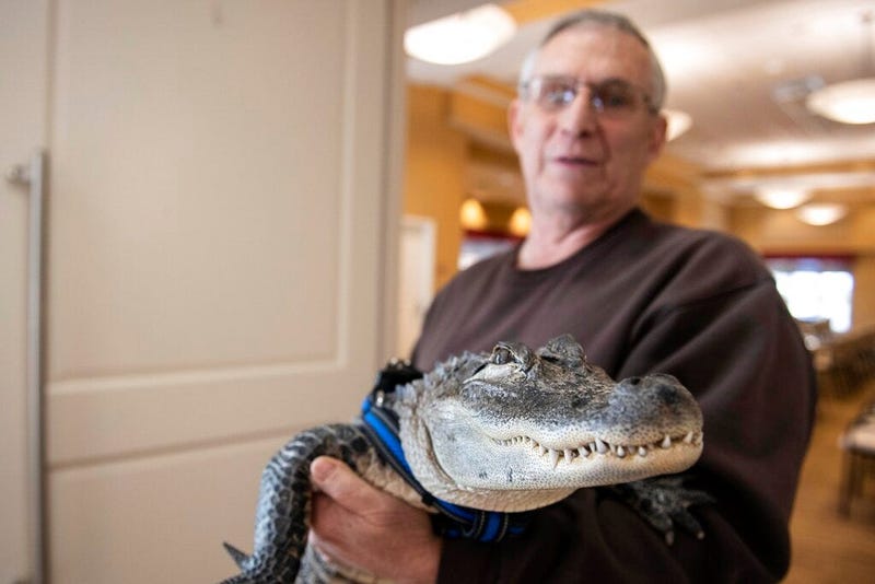 emotional support alligator