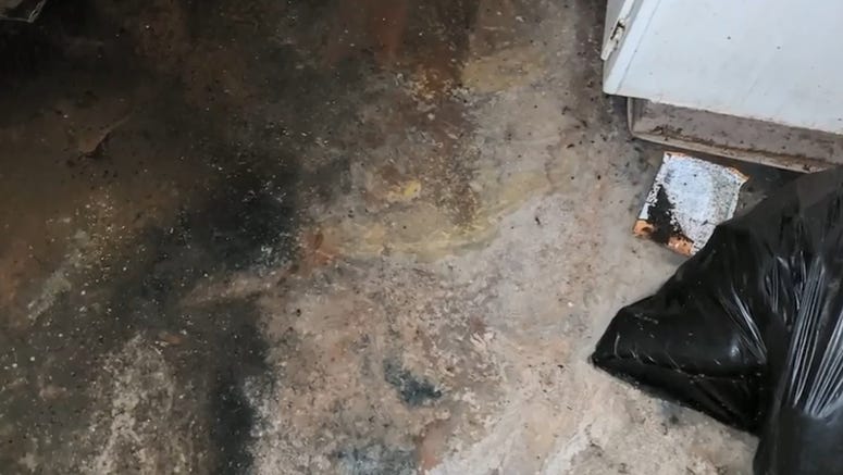 Counter and carpet that show filthy conditions and insect infestation