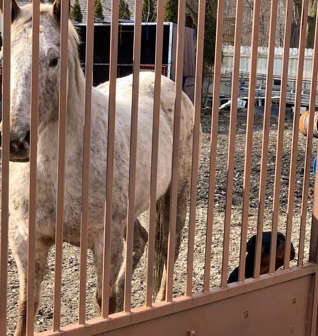 Chicago police and Animal Care and Control are investigating after one horse was found dead and another injured Feb. 15, 2020, at a yard in the 1000 block of West 61st Street in Englewood.