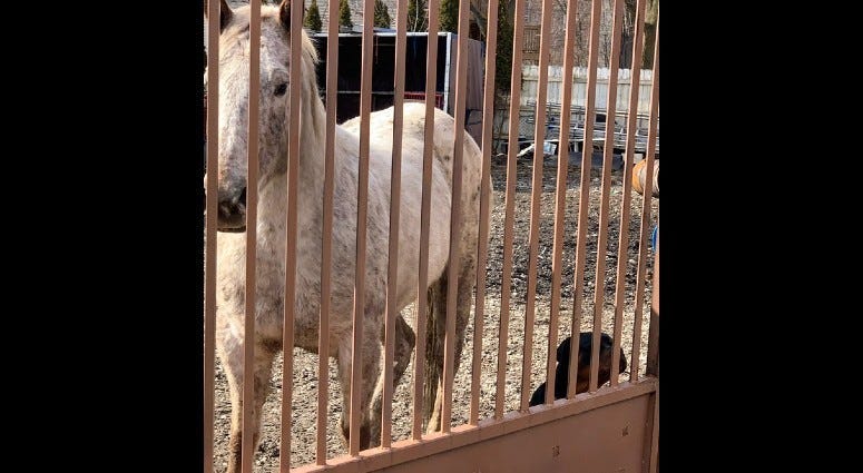 Chicago police and Animal Care and Control are investigating after one horse was found dead and another injured Feb. 15, 2020, at a yard in the 1000 block of West 61st Street in Englewood.