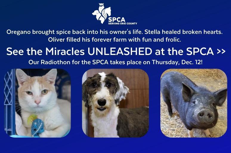 spca flipper