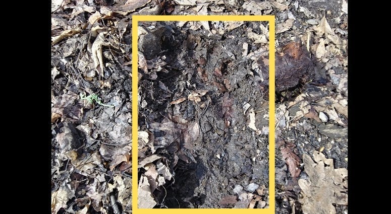 Marine veteran Billy Humphrey photographed what some believe are Bigfoot prints in the woods of southern West Virginia.