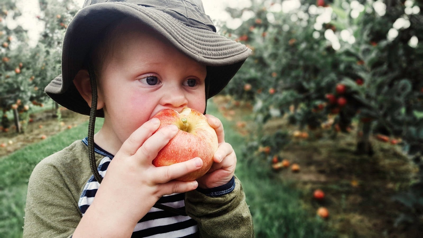 New hybrid apple now available in St. Louis is combination of 2 fan favorites