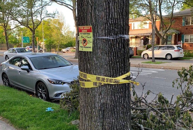 Ron Jeremy tree