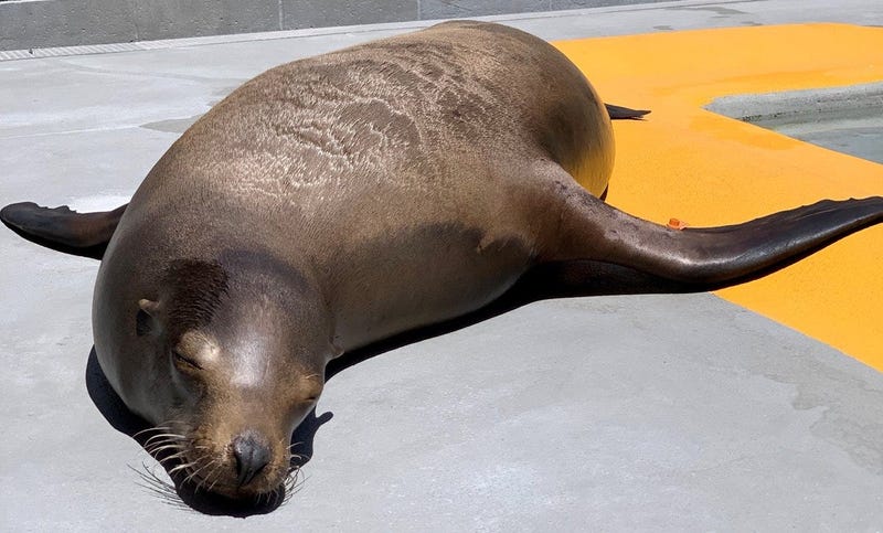 Gilligan, the wayward Sea Lion, who was rescued by CHP on May 18, 2020, then taken to the Marine Mammal Center in Sausalito.