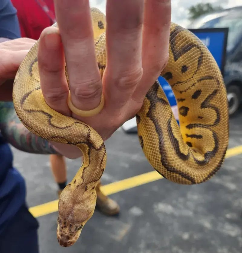 For the second time this week, the SPCA Serving Erie County called in Amherst Police to rescue a ball python along Niagara Falls Boulevard. This was found at a second car wash location along the boulevard.