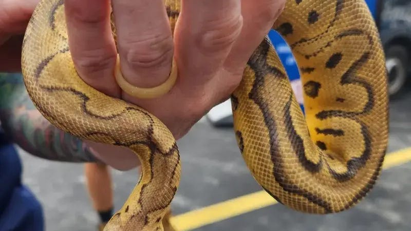Another snake found in Amherst
