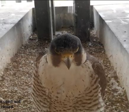 Falcons At Evanston Public Library