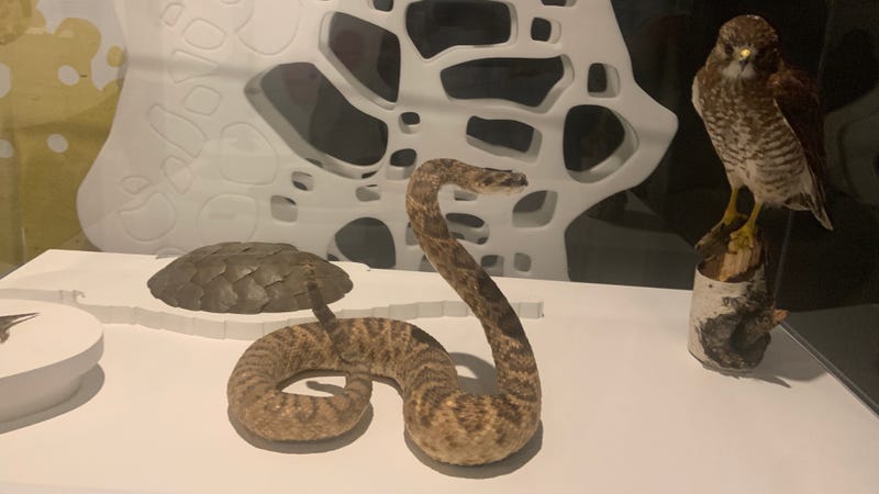 Snake, owl and other specimens