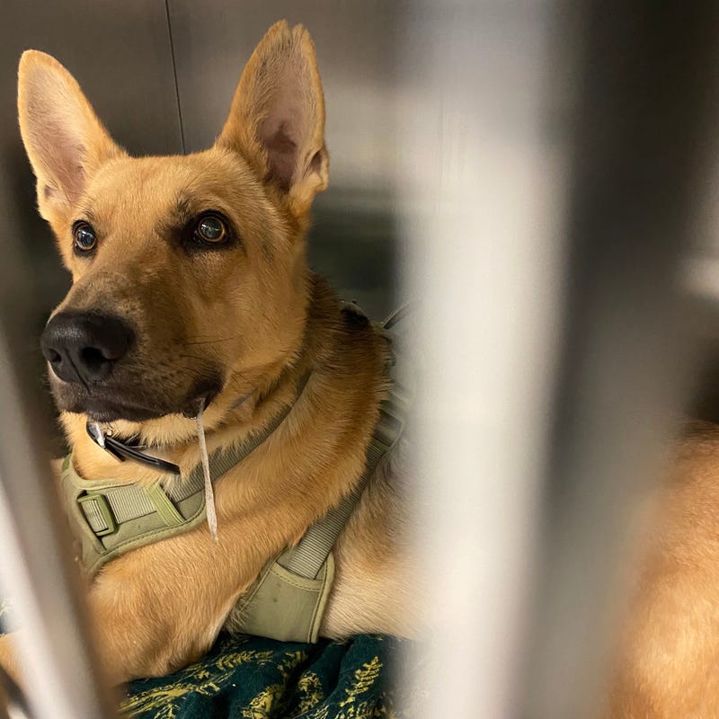 German shepherd recuperates after surgery