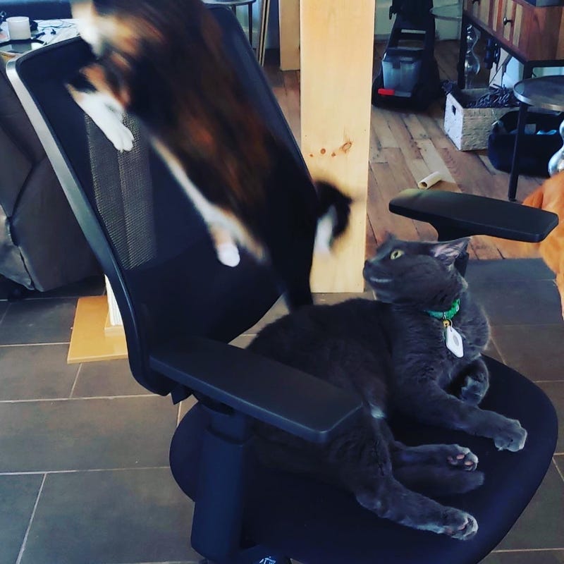 Cat leap 