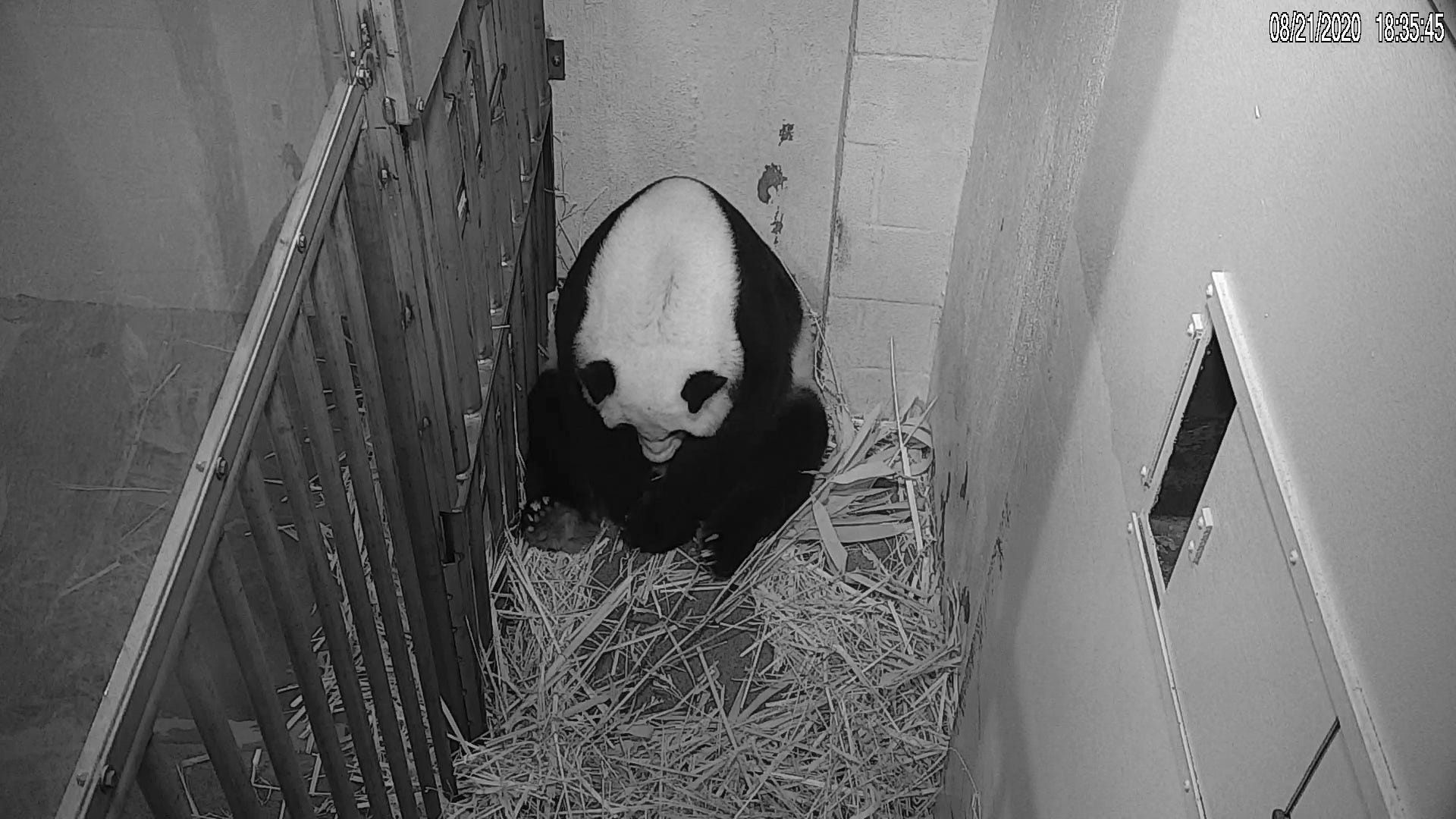 'The whole world celebrates' on-camera birth of panda cub