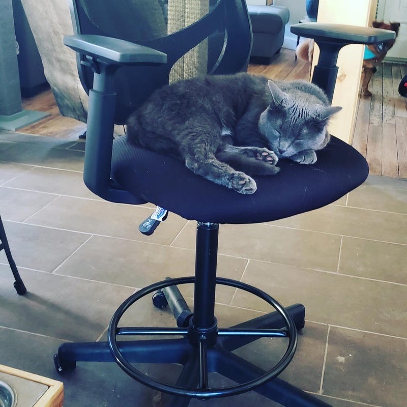 Jockey the cat snoozing on Bones' chair, thinking she won't find out. 
