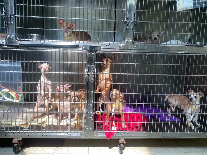 The Pennsylvania SPCA is making more than 70 chihuahuas recently rescued from a Kensington row home available for adoption.