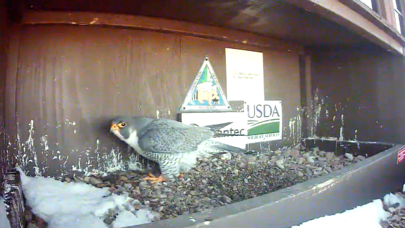 A peregrine falcon in a nest box atop a building in Kansas City